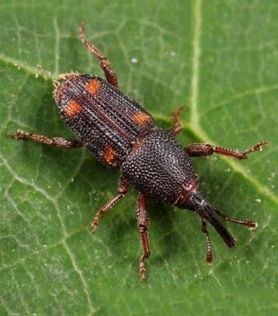 combat pests