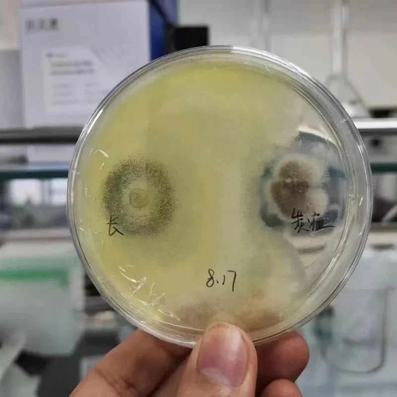 Trichoderma Asperellum Cepa T34 10 Billion Cfu/g As Microbial Fertilizer